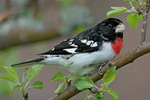 Grosbeak: Rose-breasted Grosbeak male