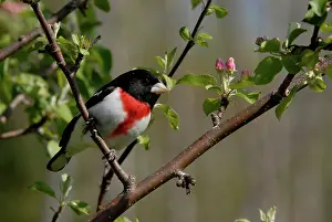 Grosbeak: Rose-breasted Grosbeak male