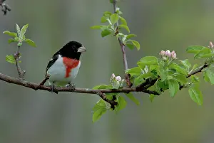 Grosbeak: Rose-breasted Grosbeak male