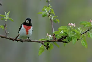 Grosbeak: Rose-breasted Grosbeak male