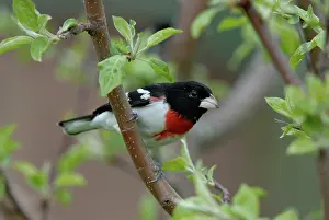 Grosbeak: Rose-breasted Grosbeak male