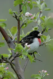 Grosbeak: Rose-breasted Grosbeak male
