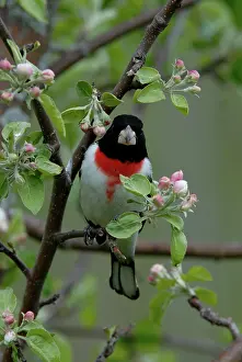 Grosbeak: Rose-breasted Grosbeak male