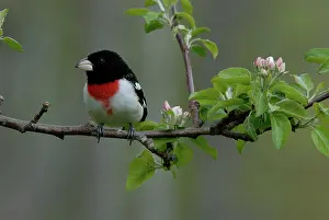 Grosbeak: Rose-breasted Grosbeak male
