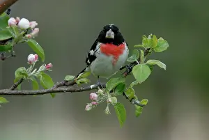 Grosbeak: Rose-breasted Grosbeak male