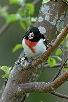 Grosbeak: Rose-breasted Grosbeak male