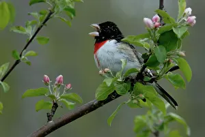 Grosbeak: Rose-breasted Grosbeak male