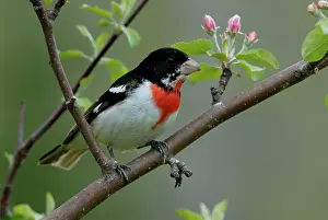 Grosbeak: Rose-breasted Grosbeak male