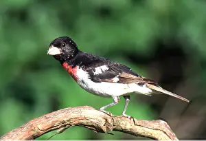 Grosbeak: ROSE-BREASTED GROSBEAK - male, on branch
