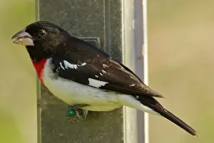 Grosbeaks: Rose-breasted Grosbeak - Male feeding on sunflower