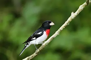 Grosbeak: Rose-breasted Grosbeak - male on migration