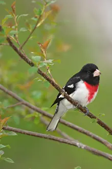 Grosbeaks: Rose-breasted Grosbeak - Male perched on branch, Spring