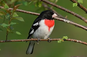 Grosbeaks: Rose-breasted Grosbeak - Male perched on branch, Spring