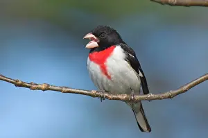 Grosbeaks: Rose-breasted Grosbeak - Male perched on branch, Spring