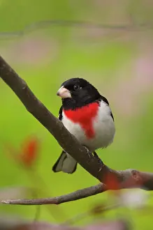 Grosbeaks: Rose-breasted Grosbeak - Male perched on brnach, Spring