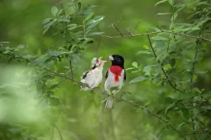 Grosbeak: Rose-breasted Grosbeak, Pheucticus ludovicianus. Adult male
