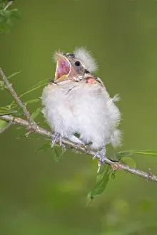 Grosbeak: Rose-breasted Grosbeak, Pheucticus ludovicianus. Fedgling in