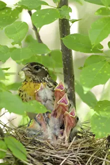 Grosbeak: Rose-breasted Grosbeaks