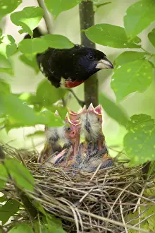 Grosbeak: Rose-breasted Grosbeaks