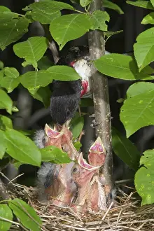 Grosbeak: Rose-breasted Grosbeaks