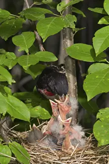 Grosbeak: Rose-breasted Grosbeaks