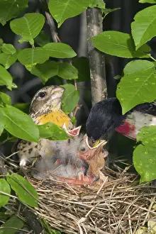 Grosbeak: Rose-breasted Grosbeaks