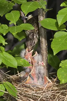 Grosbeak: Rose-breasted Grosbeaks