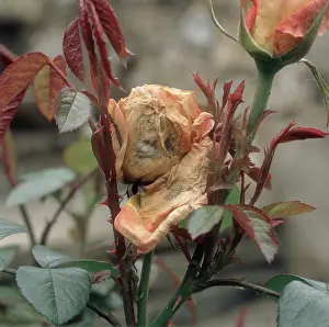Mold: Rose bud with gray mold