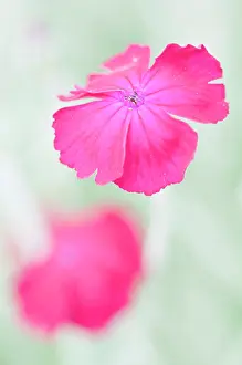 Campion: Rose campion
