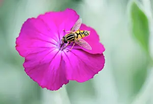 Campion: Rose campion, Lychnis coronaria, Hoverfly collecting nectar