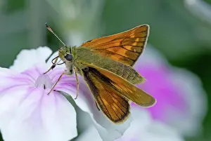 Campion: Rose campion, Pink eyed