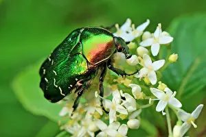 Aurata: Rose Chafer