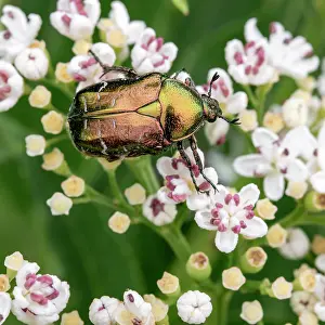 Antennata: Rose chafer (Cetonia aurata), coppery colour for