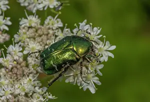 Hexapods: Rose Chafer, Cetonia aurata, feeding on Hogweed