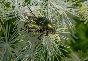 Hexapods: Rose Chafer, Cetonia aurata, feeding on pollen o