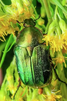 Grand: Rose Chafer (Cetonia aurata) on a yellow flower