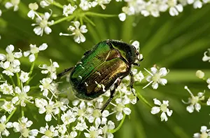 Aurata: Rose Chafer - feeding on umbellifer flowers