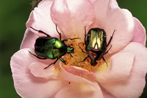 Aurata: Rose Chafer - on flower