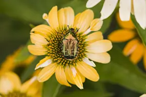 Aurata: Rose Chafer - on garden flower, North Hessen, Germany
