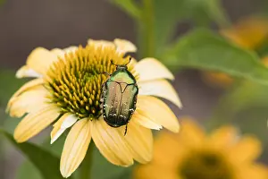 121118: Rose Chafer - on garden flower, North Hessen, Germany