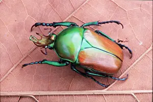 Pascal Goetgheluck: ROSE CHAFER - ON LEAF