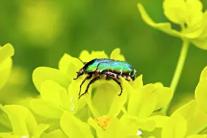 Aurata: Rose Chafer on a Marsh spurge (Euphorbia palustris)