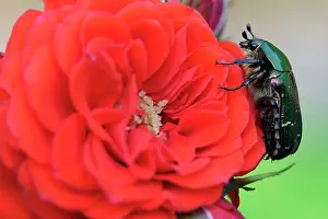 Aurata: Rose Chafer - Resting on red rose