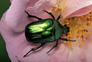 Affinis: Rose Chaffer - on a flower