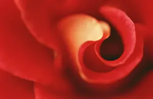 Spirals: ROSE - close-up of red rose