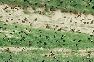 Iran: Rose-coloured Starling / Rosy starling - Large