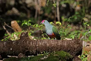Doves: Rose-crowned Fruit-Dove