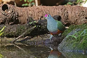 Watering: Rose-crowned Fruit-Dove male