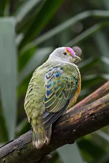Indonesian: Rose-crowned fruit dove (Ptilinopus regina), pink-capped f