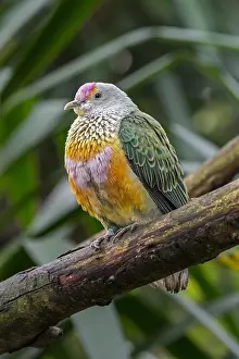 Indonesian: Rose-crowned fruit dove (Ptilinopus regina), pink-capped f